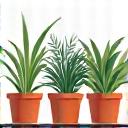 Illustration of various potted plants on a balcony, symbolizing urban gardening