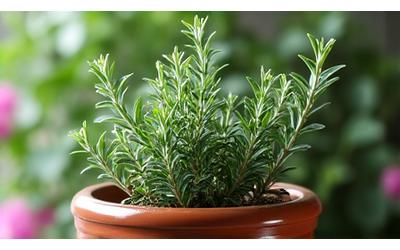 Close-up of vibrant rosemary bush in a terracotta pot.